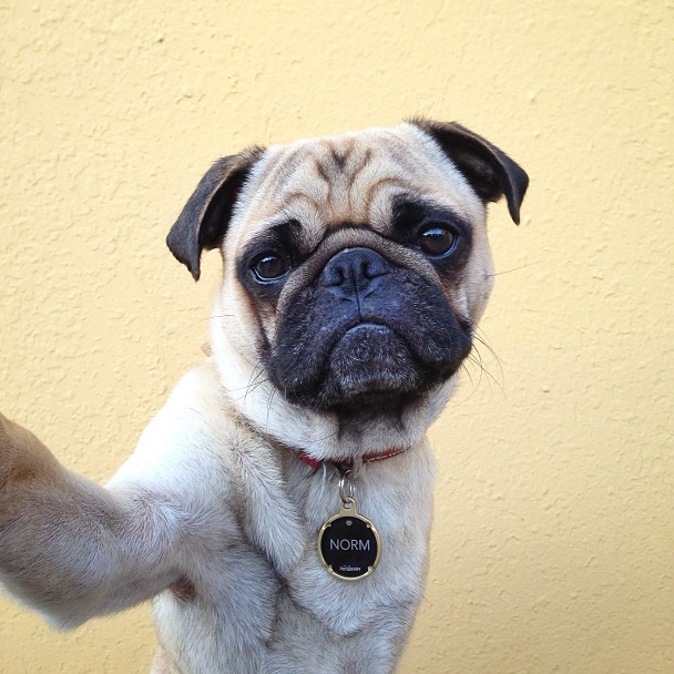 Norm tar en "selfie" med mobilen. Norm tar en "selfie" med mobilen.